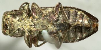 Media type: image;   Entomology 2686 Aspect: habitus ventral view